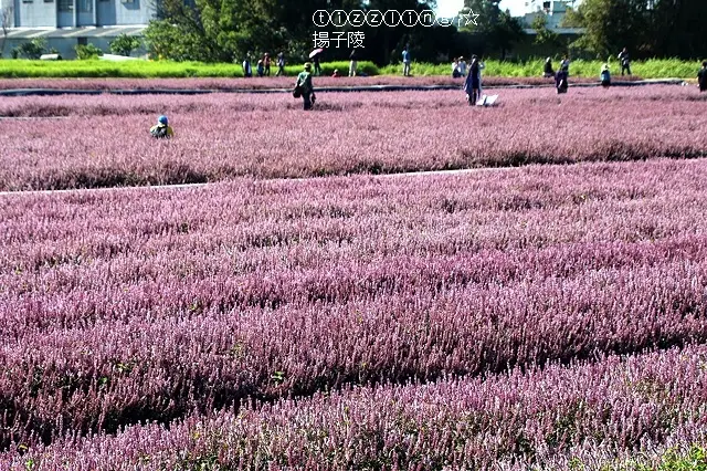 2018桃園花彩節& FB、IG狂洗版紫色仙草花海&紫愛楊梅幸福相惜～
