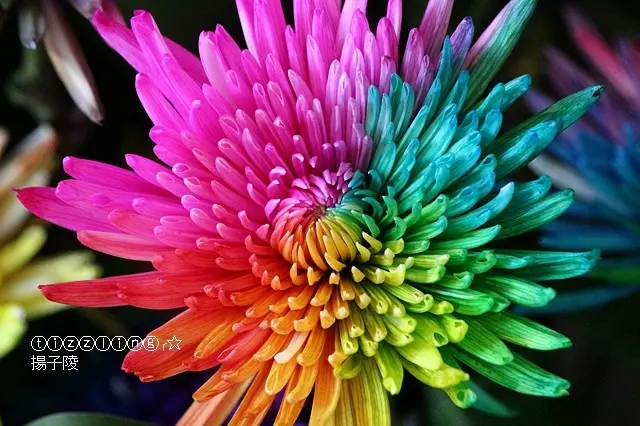 2018士林官邸菊展，菊世遨遊，世界走透透～