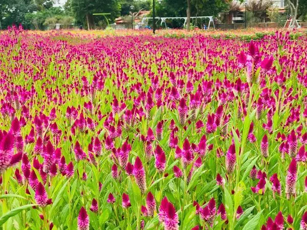 桃園賞花│霄裡花海園區│超夢幻紫色青葙花海│八德在地小吃皮薄爆漿流汁香納多鮮肉湯包│桃園八德美食賞花一日遊(2019/10/19最新花況)