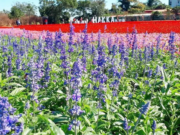 【花舞霄裡HAKKA進行曲】桃園隱藏版霄裡花海園區/2018桃園打卡新亮點/50巷麵店品嚐當地美食/桃園八德一日遊