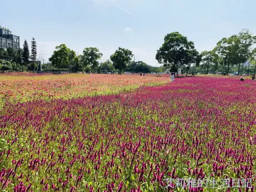 桃園八德霄裡花海。準備接受花海的轟炸吧！！。免費景點