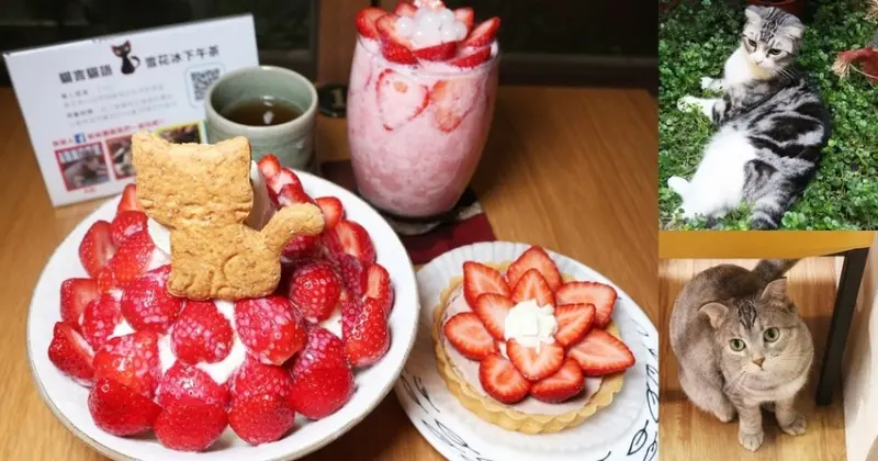 台南夢幻景點-貓言貓語雪花冰下午茶 誘人草莓季推出中 四隻萌貓陪吃的貓奴天堂