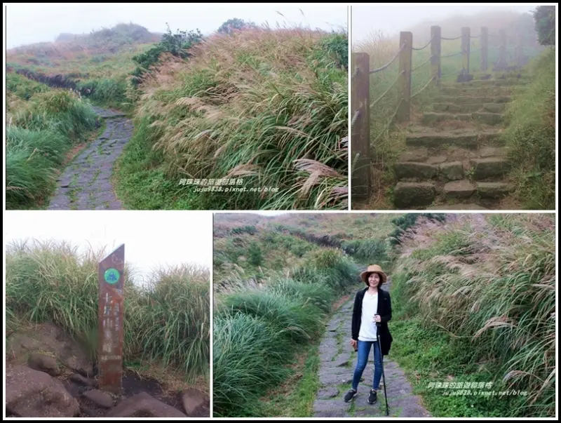 台北。七星山東峰步道迷霧中賞芒花
