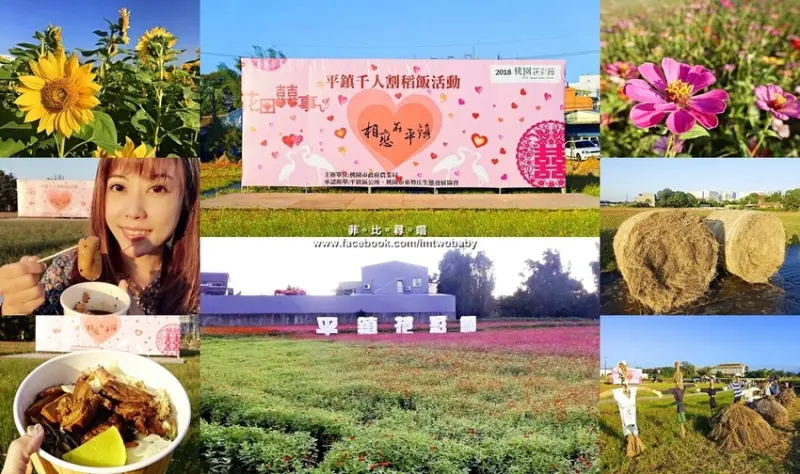 2018桃園平鎮花彩節「相戀在平鎮」用五感玩花彩節 浪漫花海好療癒 千人割稻飯體驗農家文化！