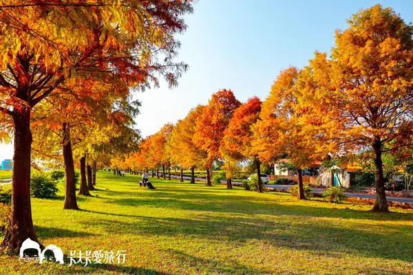 【宜蘭景點】三星安農溪畔落羽松｜秋天壯麗落羽松秘境        
      