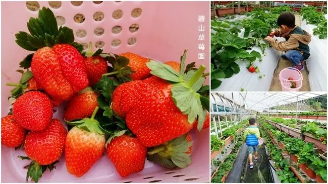 台北內湖草莓園 ▶ 碧山草莓園 ▶ 台北親子採草莓好去處! 下雨天也可以開心採草莓 有遮雨棚的草莓園 高架草莓園!