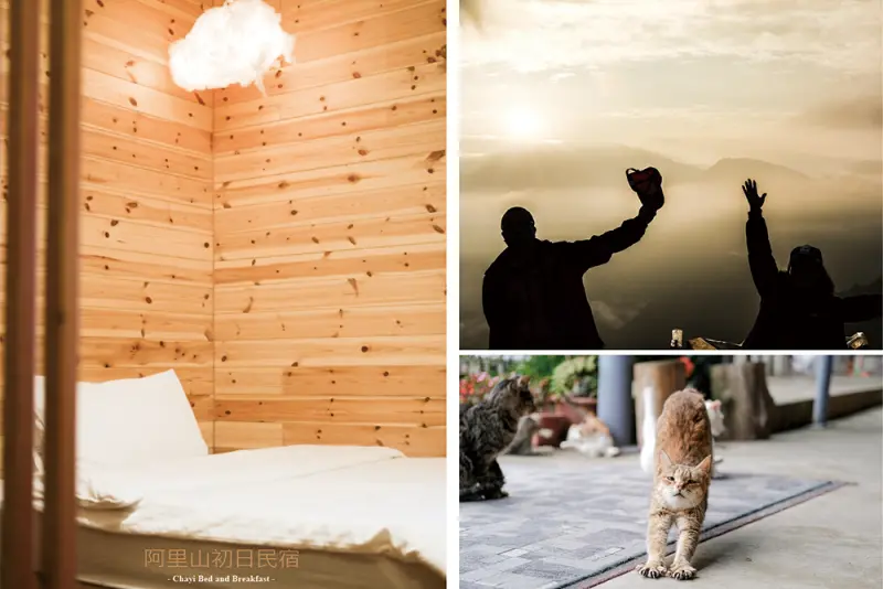 嘉義阿里山住宿 初日民宿｜步行五分鐘就可享有雲海日出，而且還能露營搭帳棚！附民宿早餐、還有貓咪群 ♥