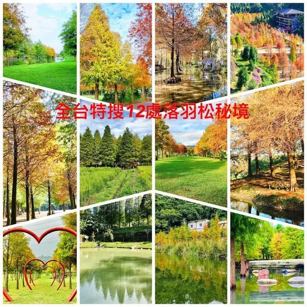 2020全台落羽松之美│特蒐12處落羽松秘境│秋冬正是欣賞落羽松最美的季節│推薦全台賞松盛地