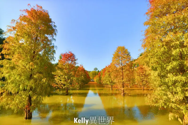 |苗栗景點 苗栗三灣落羽松森林秘境 隱藏於台3線101公里處 猶如仙境般夢幻場景|