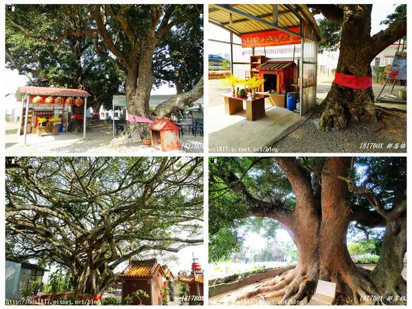 【南投市】南投139縣道珍貴老樹。荔枝王。福疆宮千手觀音榕樹。老樟母女樹