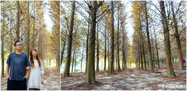 嘉義落羽松景點 ▶ 中埔落羽松秘境 ▶ 唯美落羽松隧道 感受韓劇裡的浪漫場景! 嘉134線道路旁落羽松秘境 嘉義中埔一日遊景點!