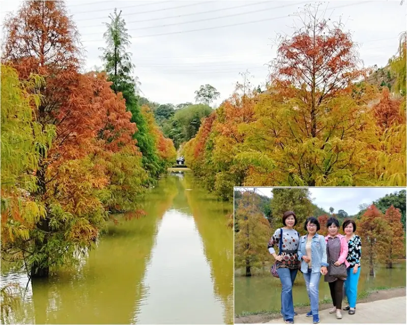 《苗栗三灣景點》2018.12.05苗栗戶外踏青趴趴走的日子/拜訪『三灣落羽松秘境』              