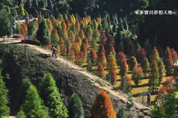 洋溢異國風情 - 落羽松莊園。免費參觀