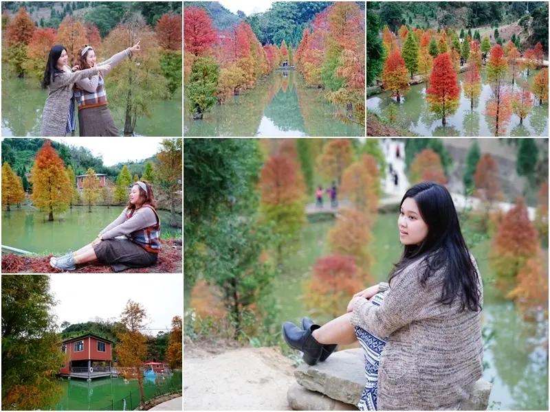 跳躍的宅男 -   苗栗三灣落羽松 快跟閨蜜來拍甜蜜照 20181214落羽松現況直播 秘境IG熱門打卡點  浪漫台三線景點