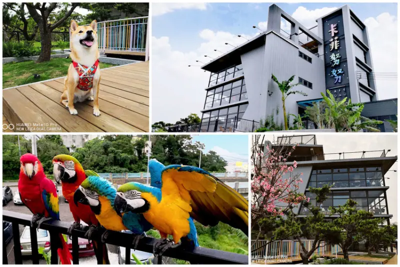 【食。新竹】卡菲努努明星店〜竹東景觀餐廳。親子寵物友善餐廳，小孩跟寵物的小樂園，餐點超水準，平價又好吃！