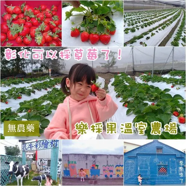 【新景點】彰化可以採草莓了★樂採果溫室農場★無農藥草莓 + 福寶乳牛彩繪村一日遊