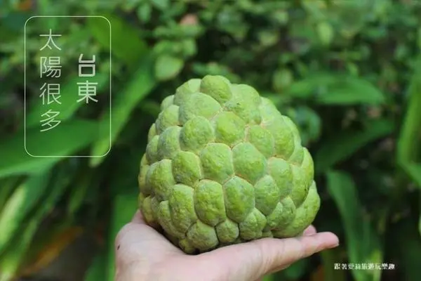 【台東 伴手禮】好吃釋迦在台東X 太陽很多大目釋迦 X 必買伴手禮台東釋迦