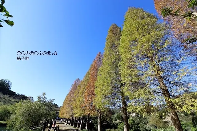  北埔六塘石柿餅-落羽松/美食窩客 楊子陵 提供，未經許可不得轉載。