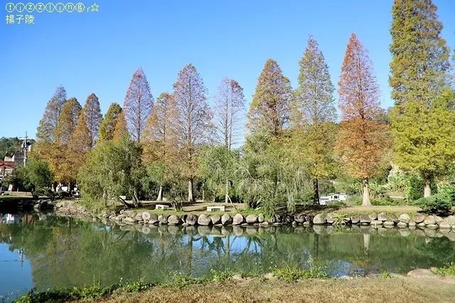 北埔六塘石柿餅-落羽松/美食窩客 楊子陵 提供，未經許可不得轉載。