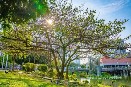 【台南奇景】欸!?樹上長滿了鴿子？城市裡的生態小旅行：台南文化中心鴿子樹