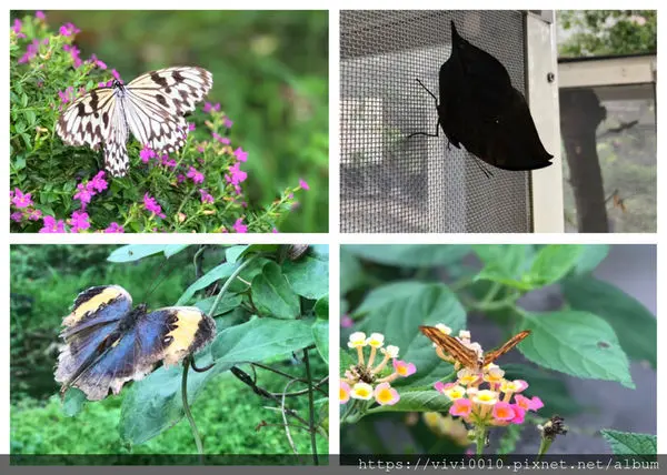 圓圓家出去玩-《花蓮景點》花蓮最多蝴蝶的地方，免費參觀，還有專人導覽《亞泥生態園區》生態觀察的好地方