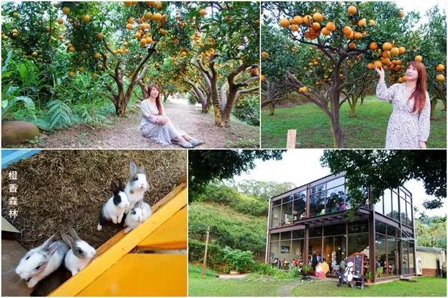 苗栗新景點 ▶ 橙香森林 ▶ 大草皮、森林玻璃屋、橙香隧道、採橘子 鄰近明德水庫 適合親子同遊 苗栗景觀餐廳 苗栗一日遊