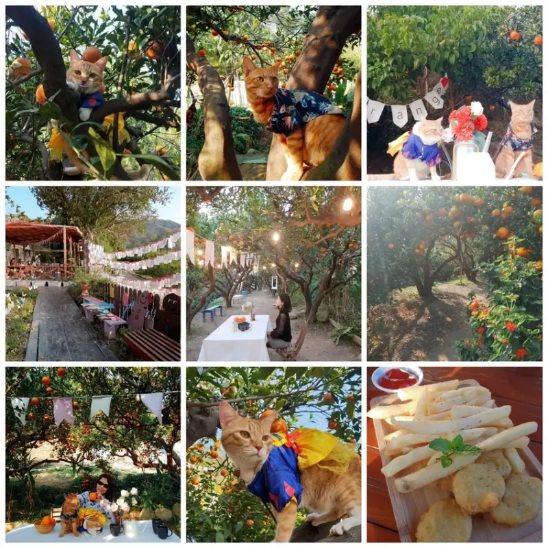 【苗栗.頭份】IG今年最紅景點。橙香森林整座園區滿滿的橙花香氣超迷人。寵物可在戶外盡情奔跑