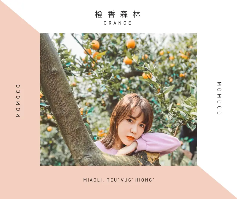 苗栗景點 | 苗栗頭屋期間限定！台版濟洲島的橘子園 - 橙香森林 - Momoco。毛毛摳