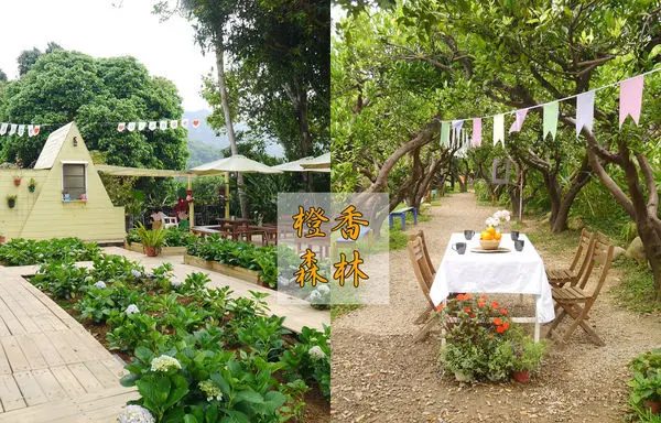 【苗栗景點】頭屋橙香森林  隱身橘子園裡的玻璃屋咖啡廳  大草皮園區餵兔子