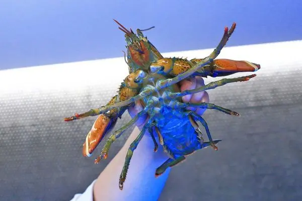 【新竹美食】Umi火鍋水產直賣所-活體龍蝦、鮑魚、貝類海鮮，新鮮海產美味讓你吃的到