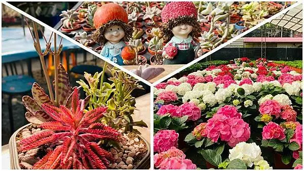 桃園新玩法【中興花卉農場】DIY療癒人心多肉植物/網路評價極高多肉植物農場/老闆娘超親切免費參觀還請喝咖啡