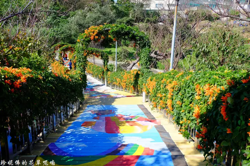 【新北-鶯歌區】鶯歌永吉公園炮仗花廊道&立體階梯彩繪