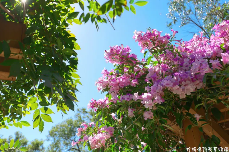 【新北-鶯歌區】2020鶯歌永吉公園蒜香藤盛開