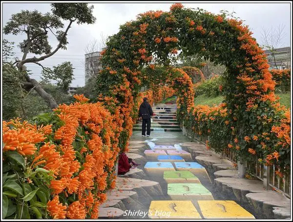 新北鶯歌．永吉公園炮仗花、3D立體公園
