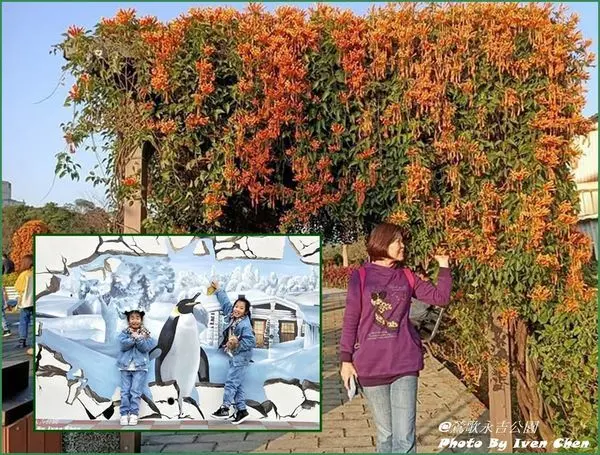 《新北免費親子景點》炮仗花季/3D彩繪互動/蝴蝶鞦韆/旋轉盤/互動式水階遊戲區/傑克與魔豆特色公園/『鶯歌永吉公園』