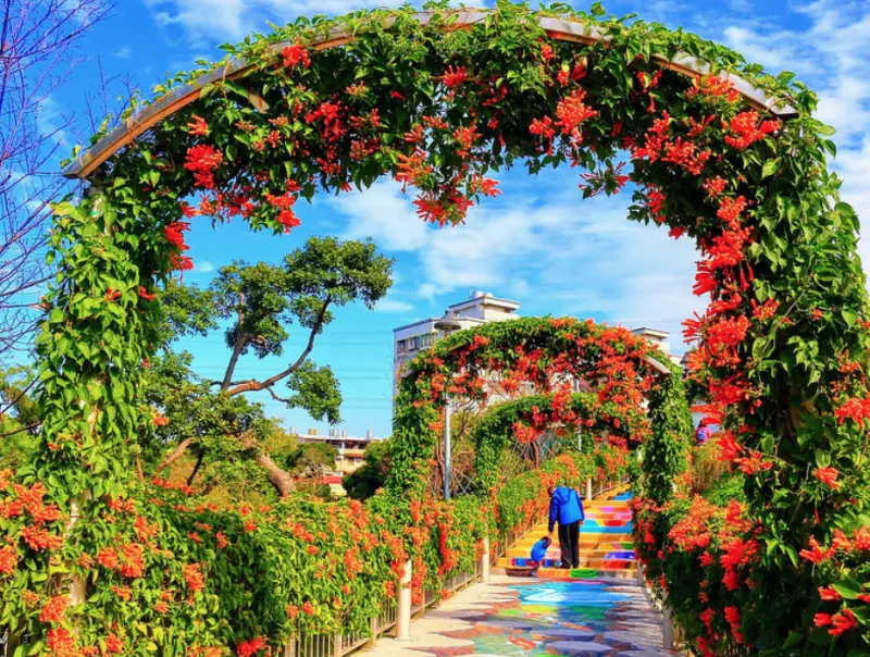 新北市新花漾：隱藏版炮仗花，藏身鶯歌永吉公園3D彩繪階梯，爆開在即，快快來欣賞