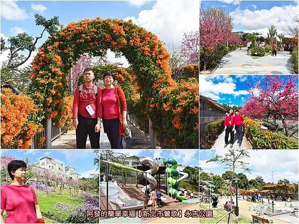 ﹝新北市鶯歌遊記﹞永吉公園　新北春節期間限定新美景，喜氣富貴炮仗花與桃紅艷麗櫻花，雙花盛綻中～　／炮仗花拱門空橋／魔豆造型旋轉溜滑梯／2021.02.12花況／新北市特色親子公園