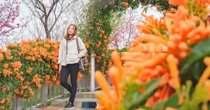 這個公園有點美︱鶯歌永吉公園 滿開的炮仗花步道