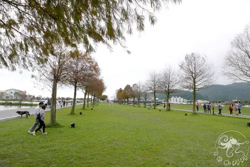 宜蘭三星【落羽松秘境】種植200棵落羽松的綠色大道，安農溪附近景點，田心橋旁！