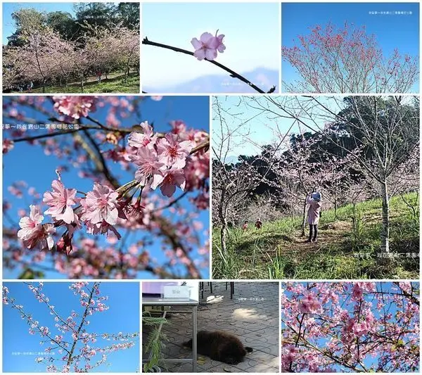 『高雄。寶山二集團櫻花公園』～2018櫻花實況／寶山國小／交通資訊