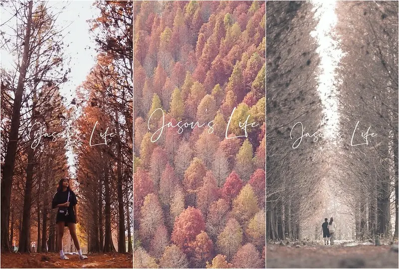 【雲林林內│景點】九芎村落羽松祕境。落羽松景點推薦，不輸國外景色，火紅落羽松讓你身處偶像劇場景