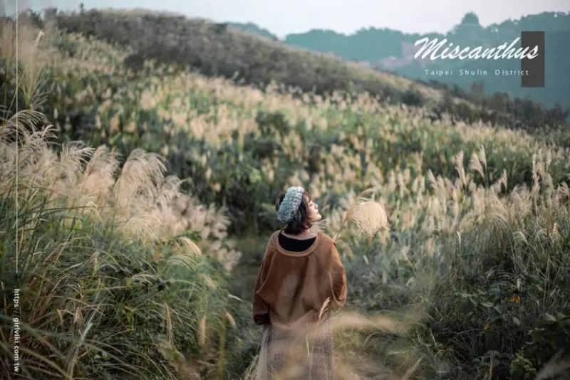 芒草季|新北樹林三角埔頂山交通、花期、拍照攻略|滿山遍野銀白芒草花海