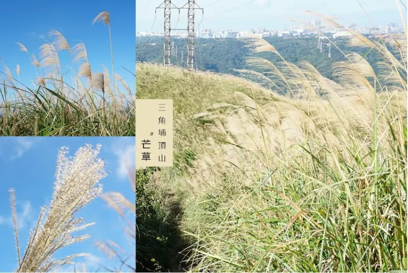 【新北樹林景點】三角埔頂山芒草‧12月底的芒草‧整片金黃芒草很飄逸美‧季節限定景點！