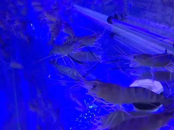 [食]五股海寶城 複合式露天燒烤 泰國流水蝦有趣又好吃