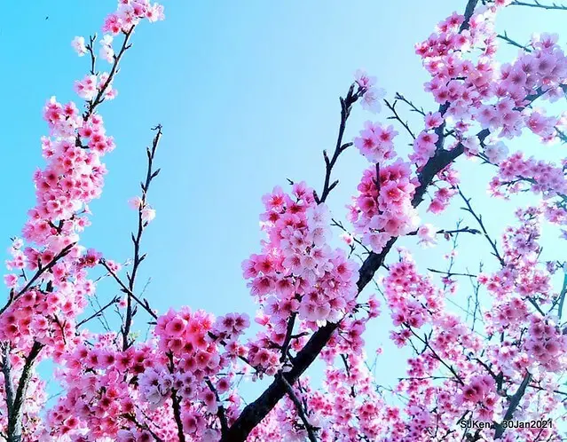 (2021年1月30日造訪)「陽明山平菁街42巷賞櫻」--- 櫻姿煥發春盎然，繁花盛景等你來!