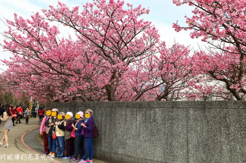 【台北-士林區】2020平菁街42巷寒櫻開