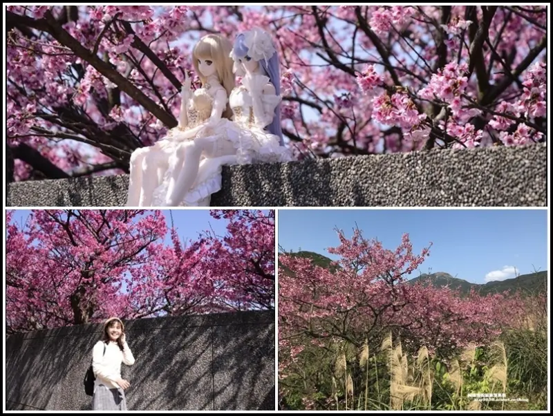 台北。最美櫻花巷粉紅浪漫席捲平菁街