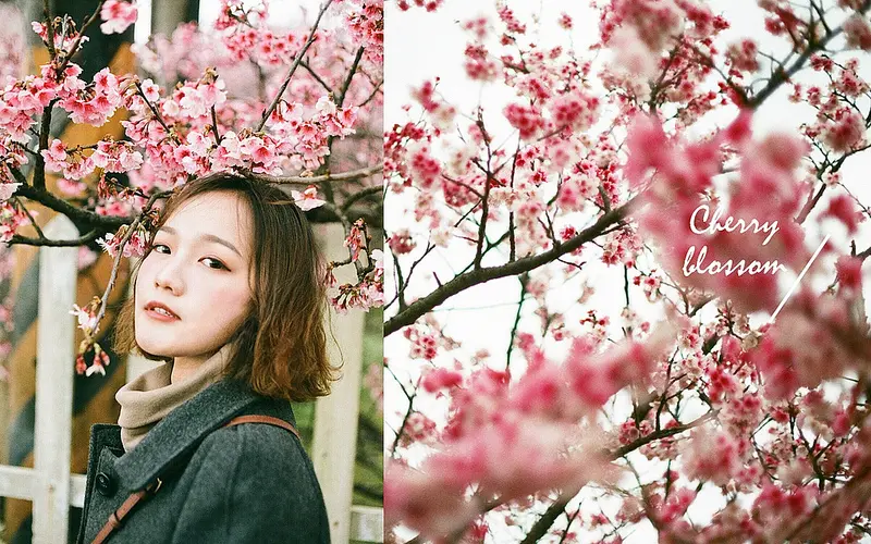 2019賞櫻推薦｜陽明山平菁街42巷櫻花林｜陽明山賞櫻交通IG拍照懶人包