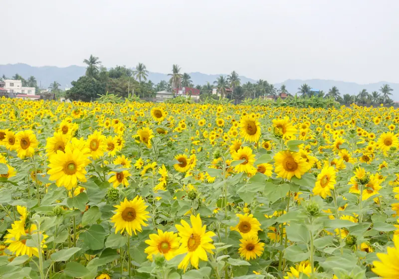 [高雄景點推薦]2019美濃杉林花海-免入場費~全台最大向日葵迷宮x彩色拼布花海~怎麼拍照都夢幻 - 美食好芃友