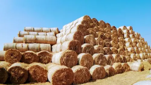 【稻草捲心酥/伊莉特美妝小白宮/澄霖台版兼六園】2019雲林最新IG打卡景點/金億陽洋菇農場/澄霖最新造景分享/虎尾美拍新景點